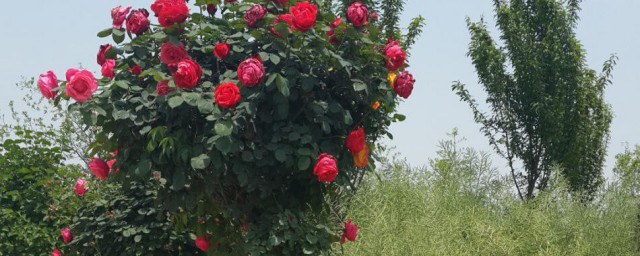 月季树什么时候移栽最好 月季树移栽技巧