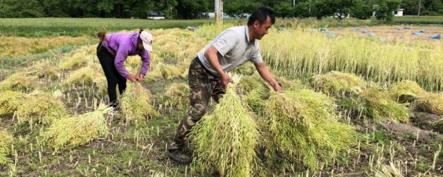 油菜一般几月收割 油菜收割时间