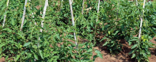 种植辣椒喷醋有什么用 种植辣椒喷醋作用简介