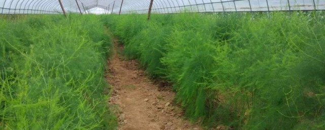 芦笋喜欢哪些肥料 芦笋喜喜欢的肥料介绍