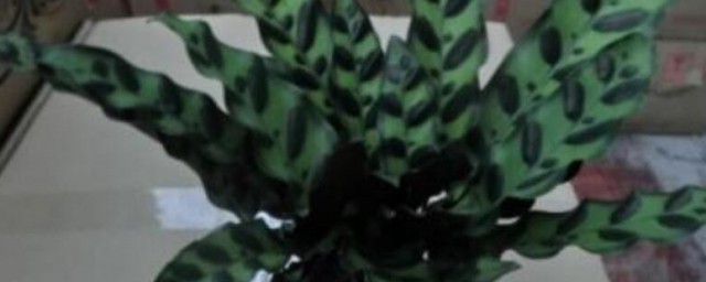盆栽豹纹竹芋怎样养 盆栽豹纹竹芋的养殖技巧