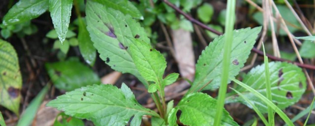 家养败酱草怎样养 怎样养败酱草