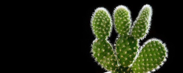 生活在沙漠里的植物有哪些种类 什么植物生活在沙漠