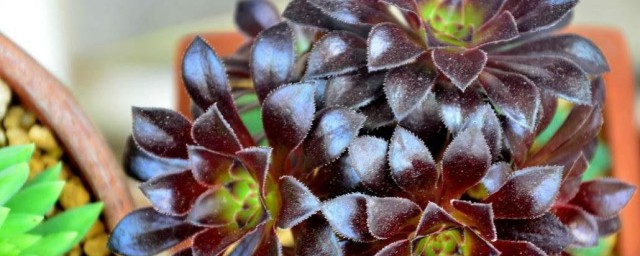 黑法师多肉植物的养殖技巧 黑法师养殖技巧