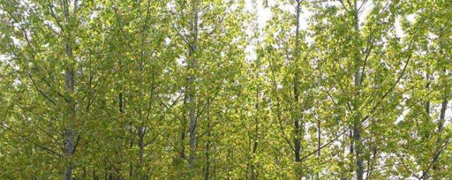 园林植物有哪些 关于园林植物的简介