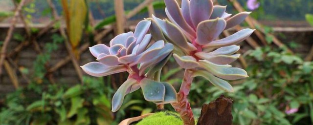 肉植物怎样养 肉植物怎样种植