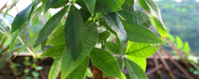 发财树树干捏着有点软还能救活吗 发财树树干捏着有点软怎样救活