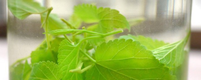 桑叶茶的功效与作用及禁忌 桑叶茶的功效与作用及禁忌简介