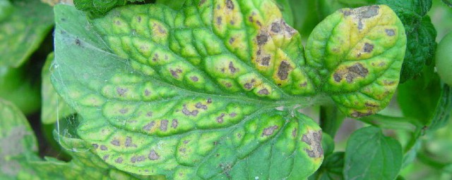 花叶子有黄斑点是怎样回事 花叶子有黄斑点的原因