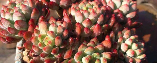 碧玉莲怎么度夏 碧玉莲度夏方式