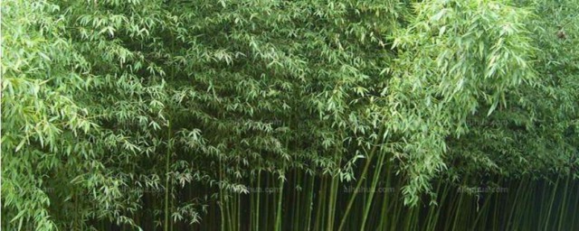 慈孝竹的移植要领 慈孝竹如何移植