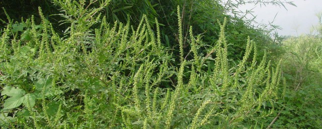 豚草是什么植物 豚草介绍