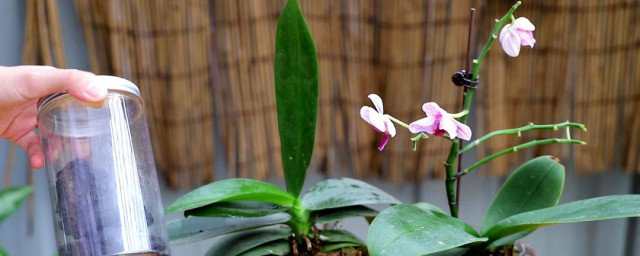蝴蝶兰花怎样养是最好的技巧 养蝴蝶兰花技巧