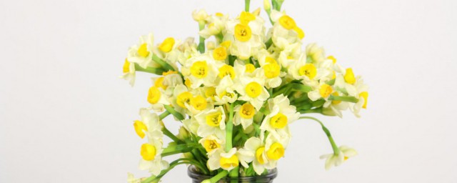 水仙叶子耷拉下来能修剪掉吗 水仙花怎样种植养护