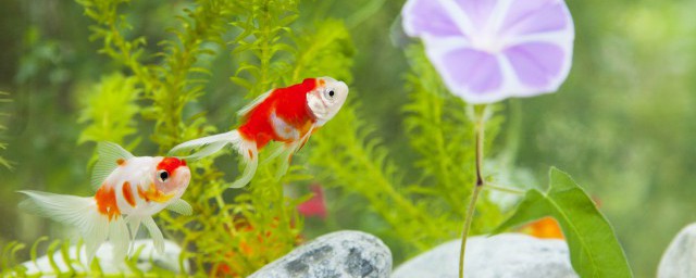 如何挑选好的鱼缸 鱼缸如何选择