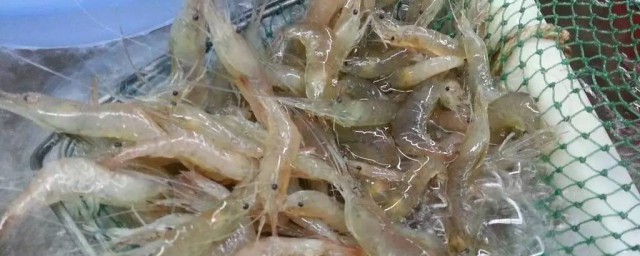 野生虾最喜欢吃什么食物 野生虾要吃什么食物