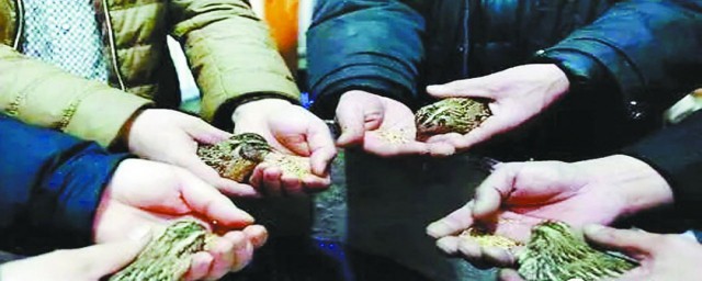 怎么挑选斗鹌鹑 挑选斗鹌鹑要领介绍