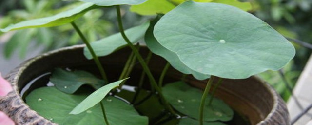 碗莲种植养护方法 碗莲种植养护办法
