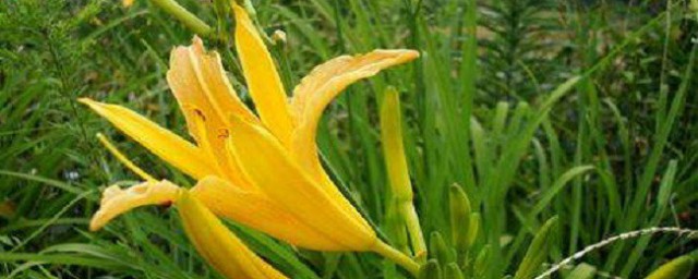 黄花菜种植时间 黄花菜的种植时间与方式