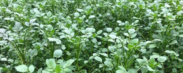 西洋菜怎样种植 西洋菜的种植技术