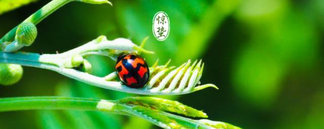 惊蛰节气吃什么食物 适合惊蛰吃的食物介绍