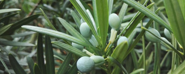 罗汉松籽播种技巧 怎样种植罗汉松籽