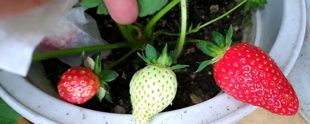 盆栽草莓冬天种植教程 盆栽草莓冬天如何种植