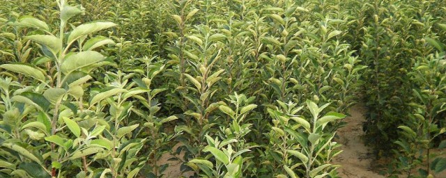 苹果矮苗的种植技巧 苹果矮苗怎样种植