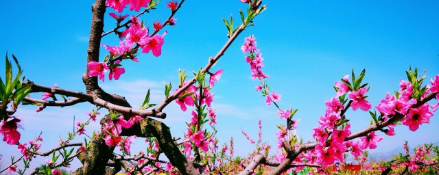 桃花煮水技巧 桃花怎样煮水