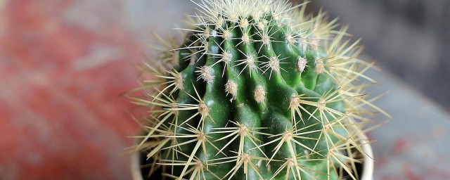 玉翁仙人球养植技巧 怎样养殖玉翁仙人球
