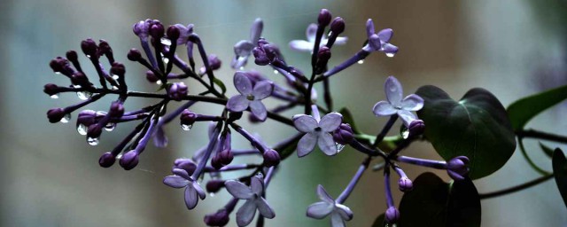丁香花的越冬办法 关于丁香花的越冬方法的介绍