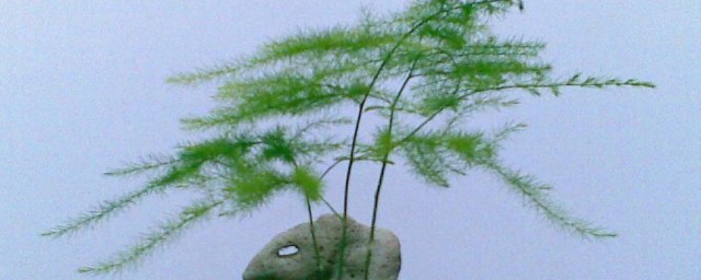 水培云松的养殖技巧 水培云松怎样养殖