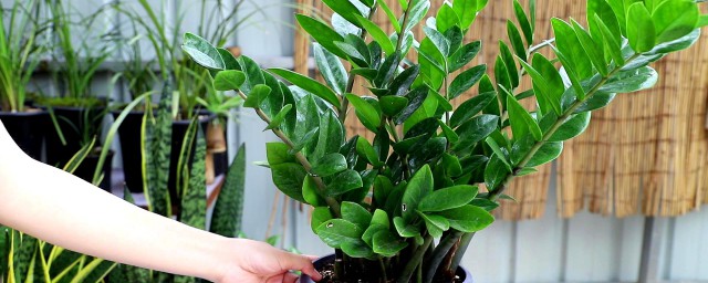 大型绿植盆栽的养殖技巧 大型绿植盆栽怎样养殖