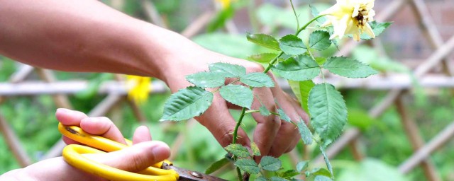 迷你月季促芽要领 迷你月季怎么促芽