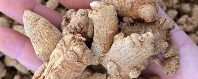 三七的功用与禁忌 关于三七的功用与禁忌简介