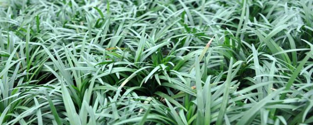 麦冬苗种植办法 正确种植麦冬苗的教程