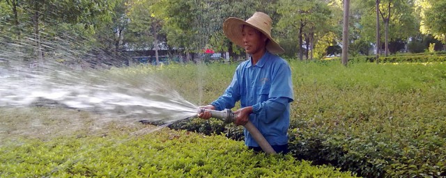 绿化草坪浇水要领 草坪的养护管理要点