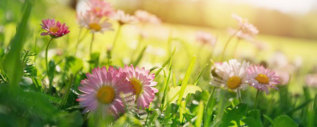 花卉种子育苗的技术和技巧 种子育苗技巧