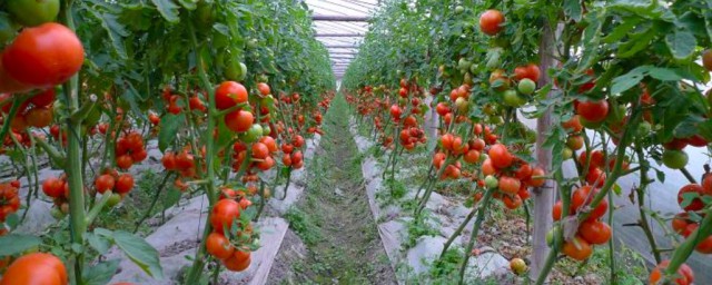 冷棚西红柿的种植办法和时间 西红柿的种植方式和时间介绍