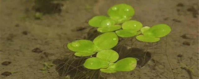 浮萍种植方法是什么 浮萍如何种植