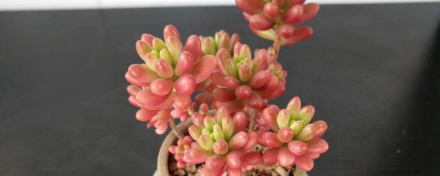 虹之玉锦修剪方法 修剪虹之玉锦的教程