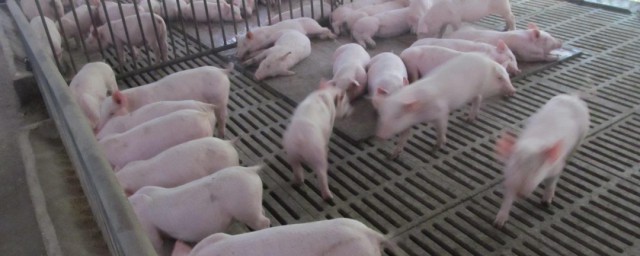 甜高粱喂猪的最佳技巧 甜高粱怎样喂猪