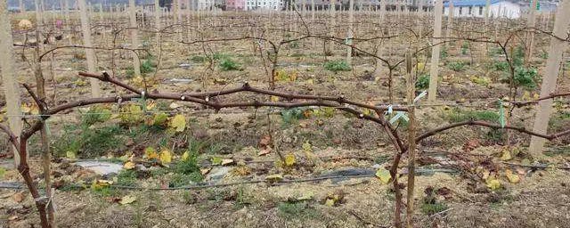 院子葡萄树冬天剪枝技巧 冬天葡萄树怎样修剪