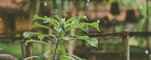 好雨知时节时节是什么节气 节气简介