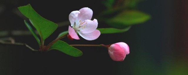 海棠掉光叶子的补救要领 补救海棠掉叶子的妙招