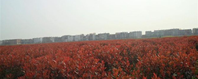上饶红叶石楠种植技巧 栽种上饶红叶石楠的诀窍