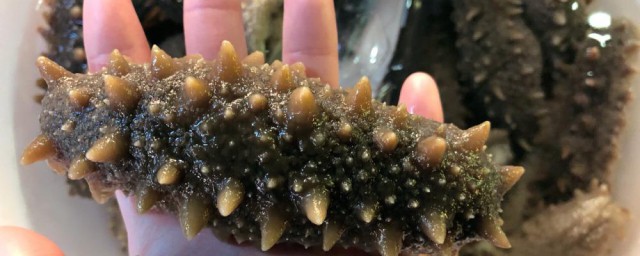 怎样挑选泡好的海参 怎样挑选泡好的海参