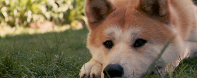 秋田幼犬怎样挑选 怎样选择秋田幼犬