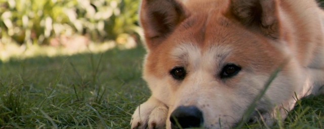 秋田幼犬如何挑选 如何选择秋田幼犬