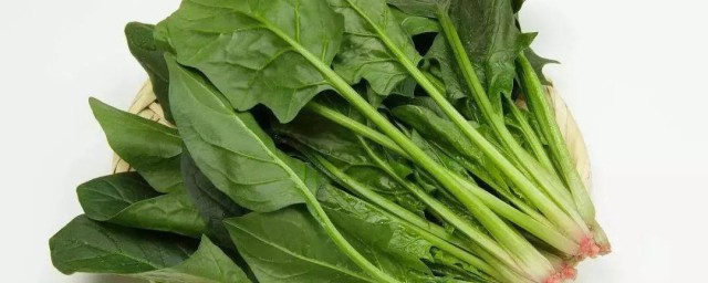 菠菜的做法? 菠菜的营养价值